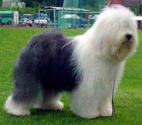 Bobtail